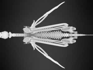 griffin skeleton 3D Model