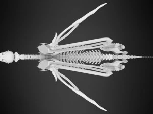 griffin skeleton 3D Model