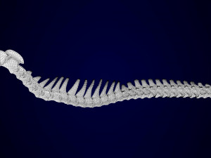 griffin skeleton 3D Model