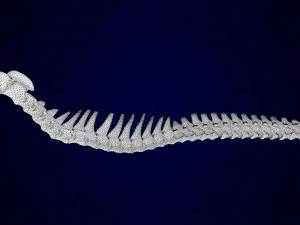 griffin skeleton 3D Model