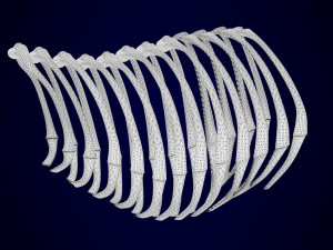 griffin skeleton 3D Model
