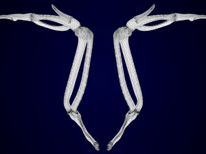 griffin skeleton 3D Model