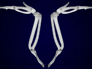 griffin skeleton 3D Model