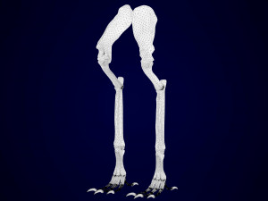 griffin skeleton 3D Model