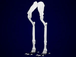 griffin skeleton 3D Model