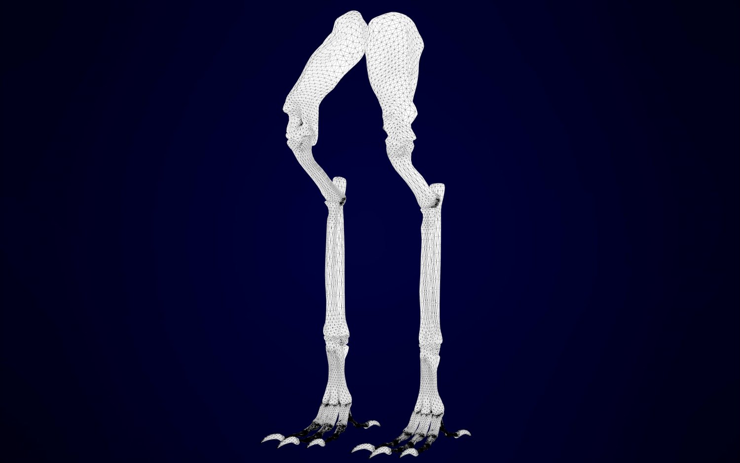 Griffin Skeleton 3d Model In Anatomy 3dexport