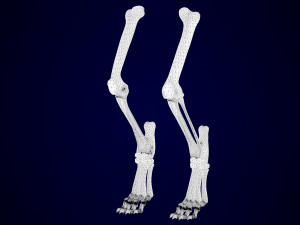 griffin skeleton 3D Model