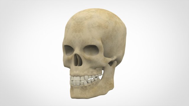 human skull Modelo 3D .c4d .max .obj .3ds .fbx .stl .blend 