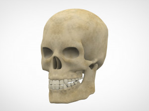 human skull 3D Model