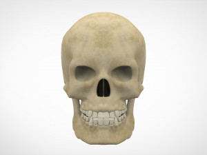 human skull Modelo 3D