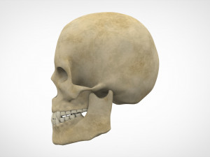 human skull Modelo 3D