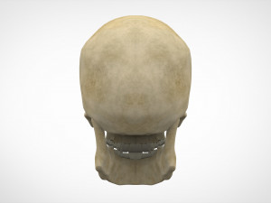 human skull Modelo 3D