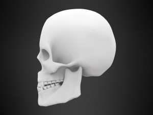 human skull Modelo 3D