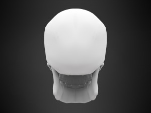 human skull Modelo 3D
