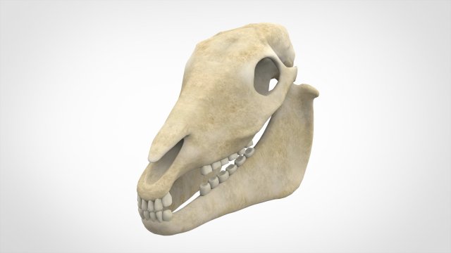 horse skull Modèle 3D .c4d .max .obj .3ds .fbx .stl .blend 