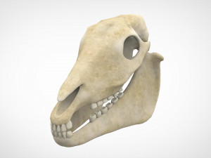 horse skull 3D Model