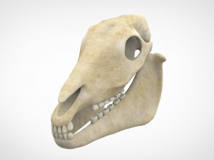 horse skull 3D 模型