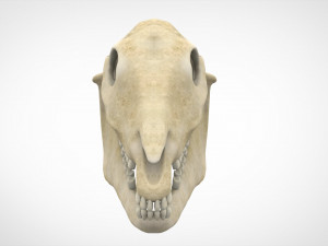 horse skull Modèle 3D