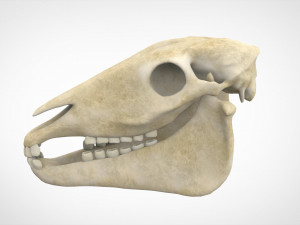 horse skull Modèle 3D