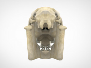 horse skull Modèle 3D