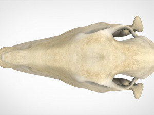 horse skull Modèle 3D