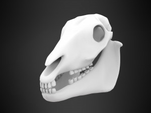 horse skull Modèle 3D
