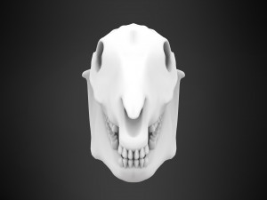 horse skull Modèle 3D
