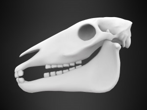 horse skull Modèle 3D