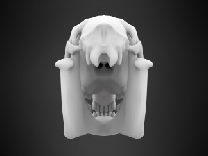 horse skull Modèle 3D