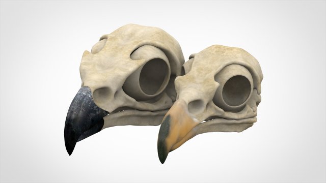 eagle skulls 3D Model .c4d .max .obj .3ds .fbx .stl .blend 