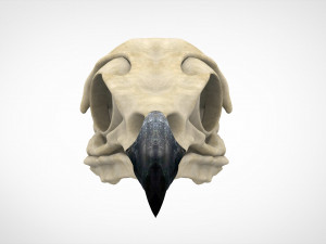 eagle skulls 3D Model