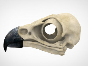 eagle skulls 3D Model