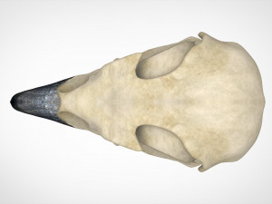 eagle skulls 3D Model