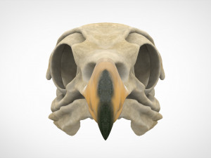eagle skulls 3D Model