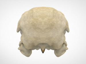 eagle skulls 3D Model