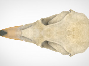 eagle skulls 3D Model