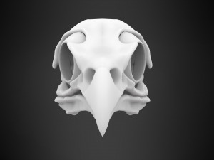 eagle skulls 3D Model
