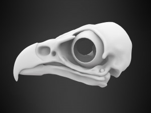 eagle skulls 3D Model