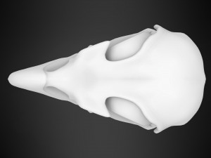 eagle skulls 3D Model