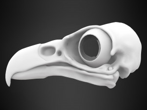 eagle skulls 3D Model