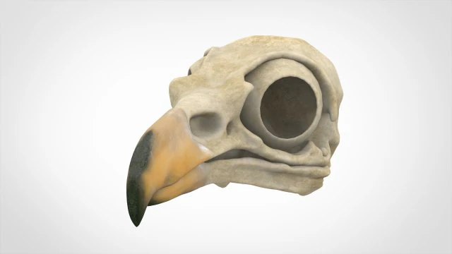 hippogriff skull 3D Model .c4d .max .obj .3ds .fbx .stl .blend