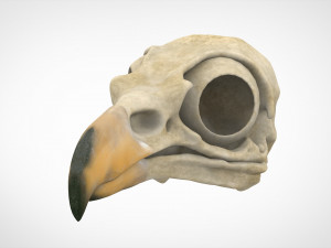 hippogriff skull 3D Model