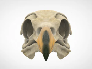 hippogriff skull 3D Model