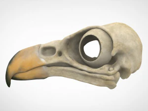 hippogriff skull 3D Model
