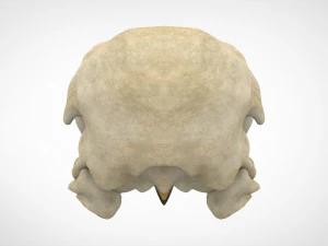 hippogriff skull 3D Model
