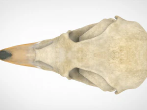hippogriff skull 3D Model