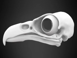 hippogriff skull 3D Model