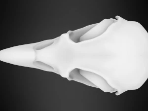 hippogriff skull 3D Model