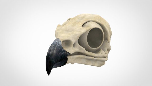 griffin skull Modèle 3D .c4d .max .obj .3ds .fbx .stl .blend 