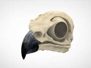 griffin skull 3D Model